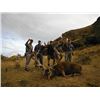 Image 3 : NEW ZEALAND HUNT FOR 2 HUNTERS & 2 NON-HUNTERS FOR A 400 SCI CLASS RED STAG