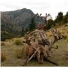 Image 5 : NEW ZEALAND HUNT FOR 2 HUNTERS & 2 NON-HUNTERS FOR A 400 SCI CLASS RED STAG
