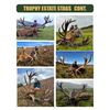 Image 13 : HILL STAG IN SCOTTISH HIGHLANDS!