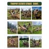 Image 15 : HILL STAG IN SCOTTISH HIGHLANDS!