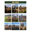 Image 18 : HILL STAG IN SCOTTISH HIGHLANDS!