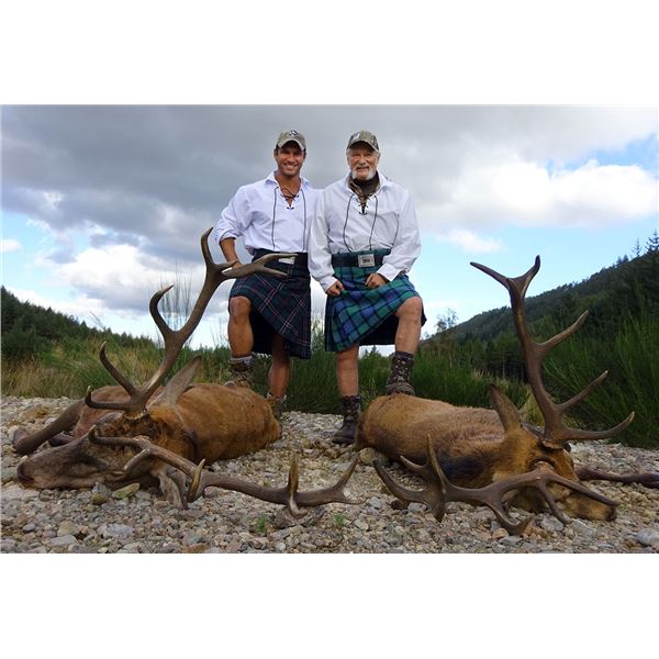 Hill Stag in Scottish Highlands!