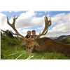 Image 4 : HILL STAG IN SCOTTISH HIGHLANDS!