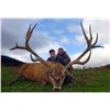Image 6 : HILL STAG IN SCOTTISH HIGHLANDS!