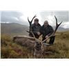 Image 8 : HILL STAG IN SCOTTISH HIGHLANDS!