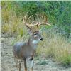 Image 1 : TEXAS LUXURY LODGE 4 ANIMAL HUNT FOR 1 HUNTER, 1 OBSERVER