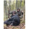 Image 2 : CANADA, NEW BRUNSWICK SPRING OR FALL BLACK BEAR HUNT FOR 2
