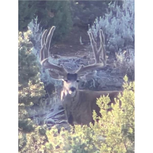 NEVADA AREA 231 AND 242 LANDOWNER DEER TAG WITH GUIDE SERVICES