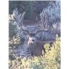 Image 1 : NEVADA AREA 231 AND 242 LANDOWNER DEER TAG WITH GUIDE SERVICES