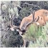 Image 4 : NEVADA AREA 231 AND 242 LANDOWNER DEER TAG WITH GUIDE SERVICES