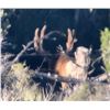 Image 7 : NEVADA AREA 231 AND 242 LANDOWNER DEER TAG WITH GUIDE SERVICES