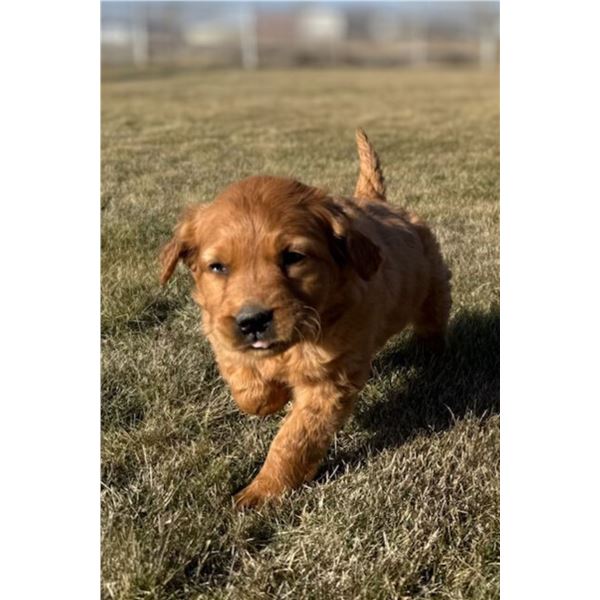 RED GOLDEN RETRIEVER 8-WEEK-OLD MALE PUPPY!