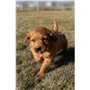 Image 1 : RED GOLDEN RETRIEVER 8-WEEK-OLD MALE PUPPY!