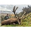 Image 1 : New Zealand Hunting Adventures Red Stag Hunt -  for 2 Hunter 2 Observer 5 Days
