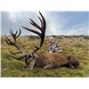 Image 2 : New Zealand Hunting Adventures Red Stag Hunt -  for 2 Hunter 2 Observer 5 Days
