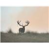 Image 3 : New Zealand Hunting Adventures Red Stag Hunt -  for 2 Hunter 2 Observer 5 Days