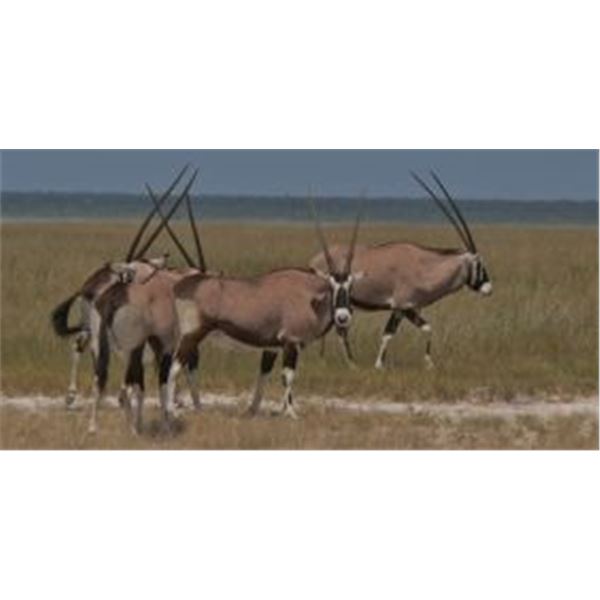 Afrihunts 10 day safari for 2 hunters & 2 non hunters