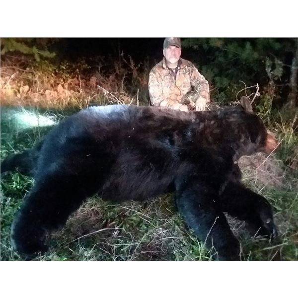 Minnesota Big Bear Specialist Guided Giant Black Bear Hunt in Minnesota