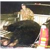 Image 2 : Minnesota Big Bear Specialist Guided Giant Black Bear Hunt in Minnesota