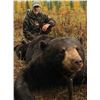 Image 4 : Minnesota Big Bear Specialist Guided Giant Black Bear Hunt in Minnesota