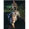 Image 5 : Minnesota Big Bear Specialist Guided Giant Black Bear Hunt in Minnesota