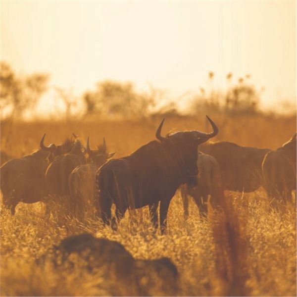 Vos & Co Safaris 6 Day Plains game hunt for 1-4 Hunters