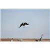 Image 1 : Safari Unlimited Texas Sandhill Crane / Goose Hunt Trip for 2