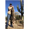 Image 9 : Rincon Outfitters Javalina & Predator 1x1 Hunt for 1 hunter 4 days