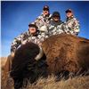 Image 3 : Rolling Plains Adventures  Trophy Bison Hunt for 1