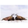 Image 4 : Rolling Plains Adventures  Trophy Bison Hunt for 1