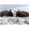 Image 5 : Rolling Plains Adventures  Trophy Bison Hunt for 1