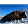 Image 6 : Rolling Plains Adventures  Trophy Bison Hunt for 1