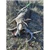 Image 4 : Dirt Nap Outdoors Kansas Whitetail Archery Hunt Early or Late Season