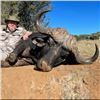 Image 3 : Vos & Co Safari's Cape Buffalo for 1 hunter 6 days