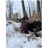 Image 1 : Prime Rut Outfitting Alberta Moose 1x1 Archery or Rifle