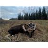 Image 2 : Prime Rut Outfitting Alberta Moose 1x1 Archery or Rifle