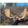 Image 8 : Prime Rut Outfitting Alberta Moose 1x1 Archery or Rifle