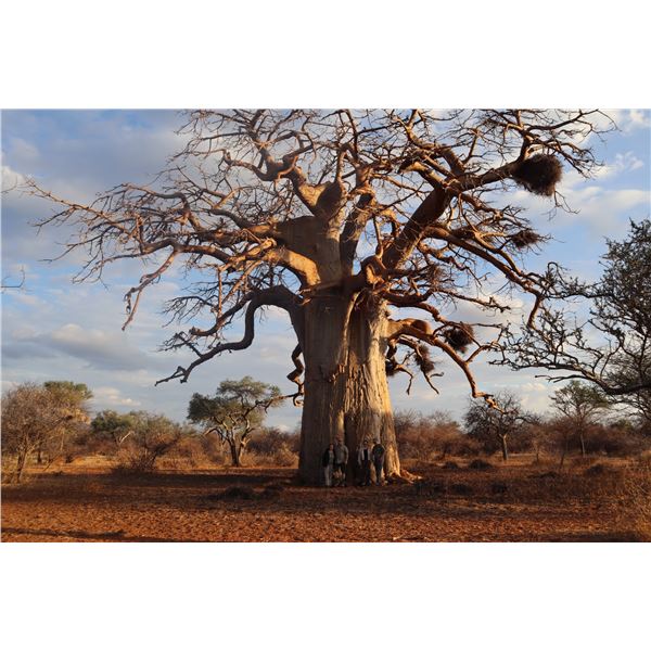 Kemp African Safaris  7 Day Crocodile & Sable  2 hunters