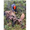 Image 3 : Middle Ridge Outfitters - Newfoundland Moose Hunt