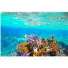 Image 4 : CHOOSE YOUR ALL-INCLUSIVE PARADISE - $5,980
