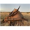 Image 4 : 7 DAY NORTH WEST SA PLAINS GAME HUNT FOR 1 HUNTER AND 1 OBSERVER - $14,000 / EXHIBITOR