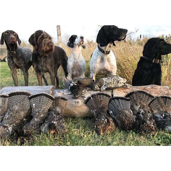 ONTARIO UPLAND GROUSE HUNT OVER POINTING DOGS FOR 1 HUNTER - $2,000