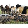 Image 1 : ONTARIO UPLAND GROUSE HUNT OVER POINTING DOGS FOR 1 HUNTER - $2,000