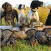 Image 2 : ONTARIO UPLAND GROUSE HUNT OVER POINTING DOGS FOR 1 HUNTER - $2,000