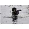 Image 3 : ARGENTINA DOVE, DUCK AND FISHING FOR 3 HUNTERS- $24,800
