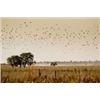 Image 4 : ARGENTINA DOVE, DUCK AND FISHING FOR 3 HUNTERS- $24,800