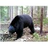 Image 3 : BLACK BEAR HUNT IN NORTHERN MANITOBA FOR ONE HUNTER - $3,000/ EXHIBITOR