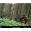 Image 4 : BLACK BEAR HUNT IN NORTHERN MANITOBA FOR ONE HUNTER - $3,000/ EXHIBITOR