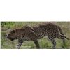 Image 3 : 7 DAY SAFARI WITH 3 DAY PARK TOUR FOR 2 - $5,700/EXHIBITOR