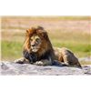 Image 4 : 7 DAY SAFARI WITH 3 DAY PARK TOUR FOR 2 - $5,700/EXHIBITOR